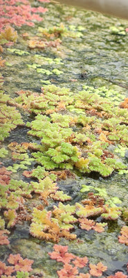 Azolla Floating Fern Tropical Water Aquarium  | Natural Fish Feed & Shade - Image 7