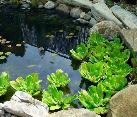 OFFER Large Pistia stratiotes 'Jumbo' 15-35cm – Outdoor Floating Lettuce - Image 2