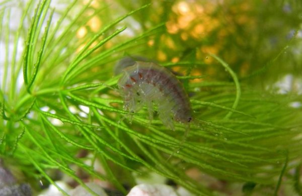 Daphnia, Gammarus, Asellus - Life Food Big Pack - Image 1