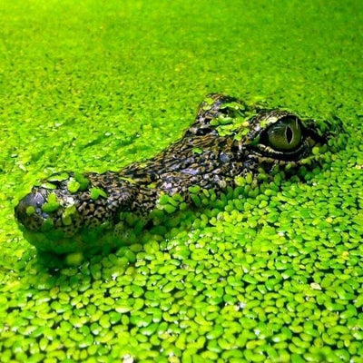 2500 Duckweed Pond Live Aquarium Floating Plants Tropical Shrimp Fish - Image 1