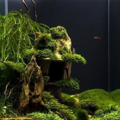 Java Moss Attached to bog wood Carpeting Live Aquarium Plants for SRIMPS - Image 1