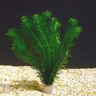 x3 sprouts Elodea Densa Oxygenating Pond Water Aquarium Live Plants Egeria - Image 1
