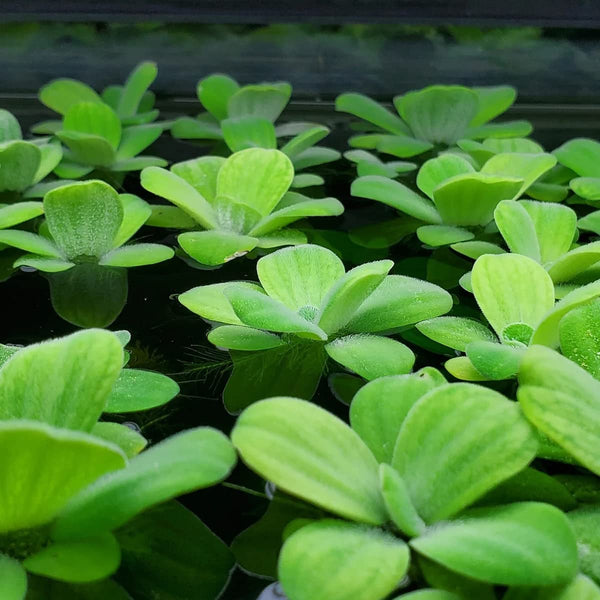 Water Lettuce 5-12 cm Live Oxygenating Floating Plants