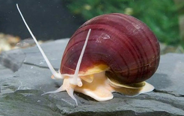 Mystery Snails Pink, Yellow, Brown, Red Marble Random Size - Image 5