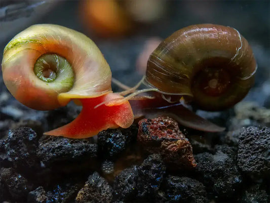 Ramshorn Snails Random Mix: Pink & BlueRock,Grey & Red Marble & Snail's food - Image 3