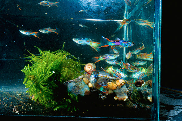 x10 Guppy random FRY  PEACEFUL COLOURFUL FRESH WATER FISH - Image 2