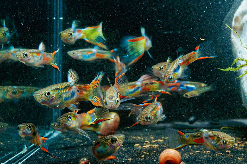 x10 Guppy random FRY  PEACEFUL COLOURFUL FRESH WATER FISH