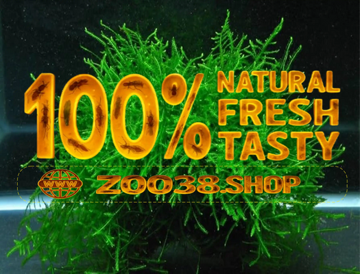 Java Moss High Grade Live Carpet Plants Aquarium Tropical Fish Tank - Image 1