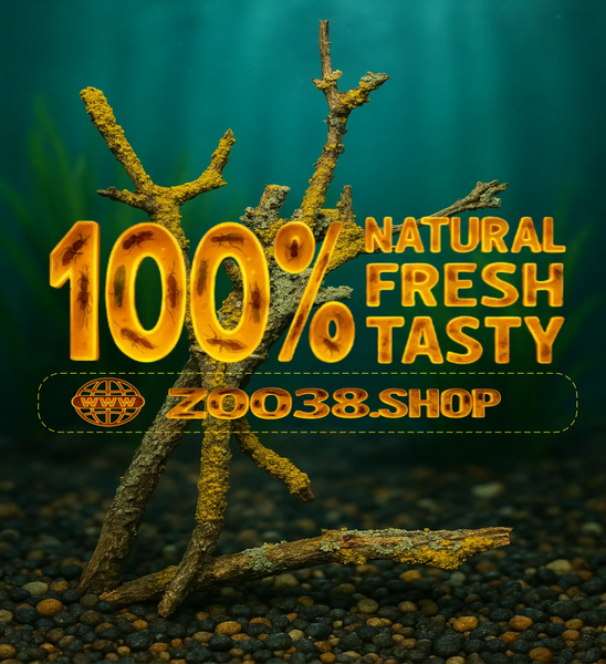 Tasty Decor — Xanthoria parietina — The Golden Reactor of Life