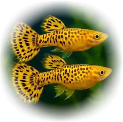 Endler Tiger Guppy (Yellow) – Striking Energetic Livebearer - Image 6
