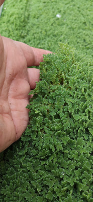 Azolla Floating Fern Tropical Water Aquarium  | Natural Fish Feed & Shade - Image 5