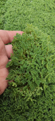 Azolla Floating Fern Tropical Water Aquarium  | Natural Fish Feed & Shade - Image 1