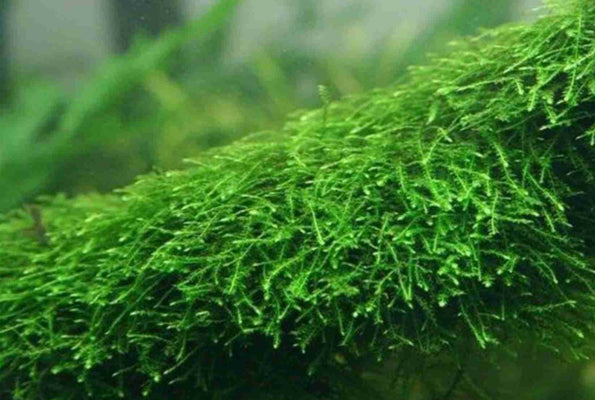 Java Moss High Grade Live Carpet Plants Aquarium Tropical Fish Tank - Image 1