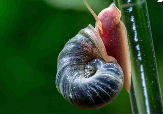 Ramshorn Snails Random Mix: Pink & BlueRock,Grey & Red Marble & Snail's food - Image 2