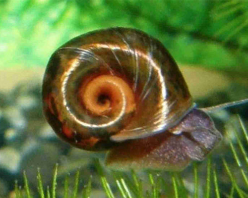 100x Mixed Snails Assortment – Ramshorn Dominant Mix (with Apple, Pond More) - Image 1