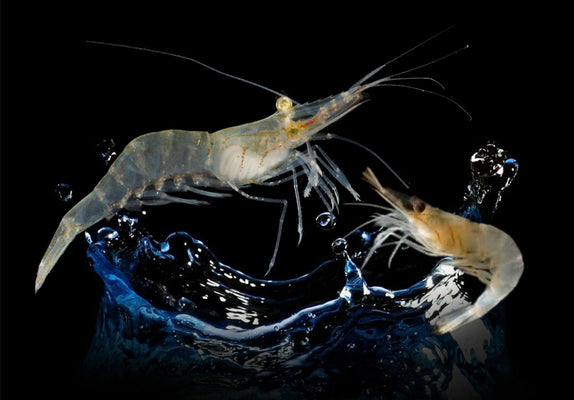 Pond Freshwater Shrimp – Palaemonetes spp. – Limited Offer - Image 1