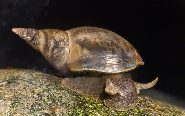 x 12 Great Pond Snails (Mix sizes) - Image 1