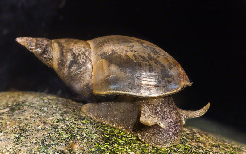 x 12 Great Pond Snails (Mix sizes)