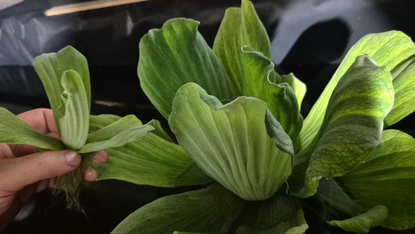 OFFER Large Pistia stratiotes 'Jumbo' 15-35cm – Outdoor Floating Lettuce - Image 3