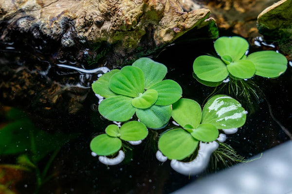 Water Lettuce 5-12 cm Live Oxygenating Floating Plants - Image 2