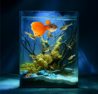 Scarlet Tailspot  Guppy and Fry Guppy fish – Peaceful Colourful Livebearer - Image 1