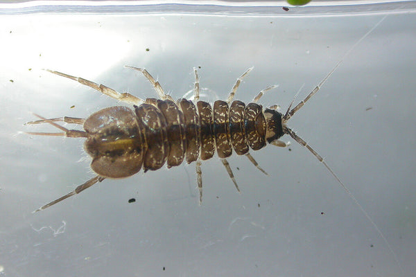 Daphnia, Gammarus, Asellus - Life Food Big Pack - Image 10