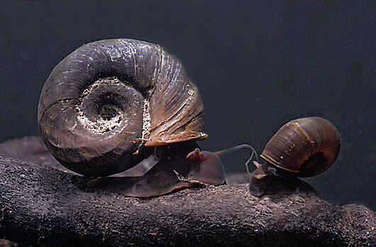 Ramshorn Snails / Mix: Pink & Blue Rock ,Grey & Red Marble & Snail's food  - Image 1