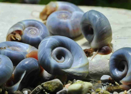 x10 Live Snails Live food for Dwarf Puffer, Sturgeon, Gold fish, Turtles and ETS - Image 1