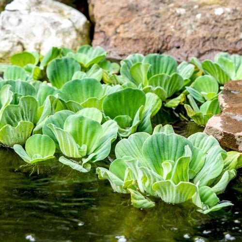 OFFER Large Pistia stratiotes 'Jumbo' 15-35cm – Outdoor Floating Lettuce